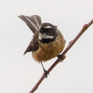 A native New Zealand fantail bird piwakawaka on a branch representing clear mortgage advice for a first home buyer in the Waikato.